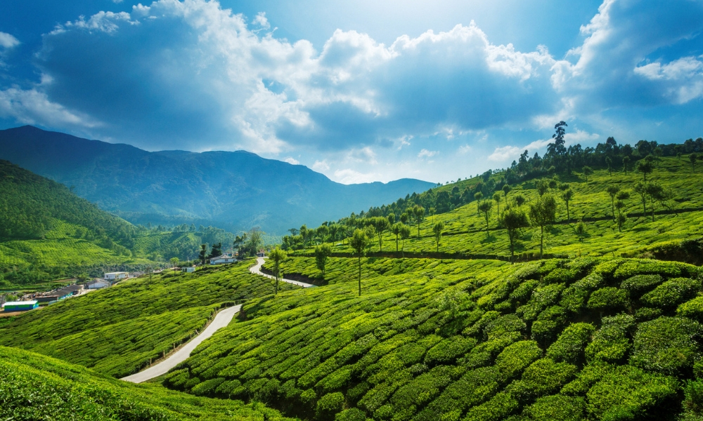 Munnar - Kerala 